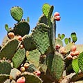 Nopalito Salad prickly pear cactus fruit